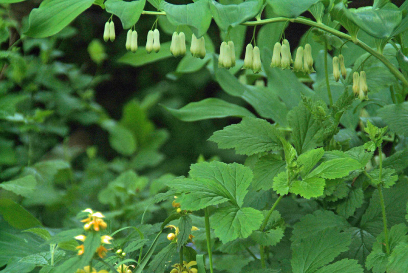 Polygonatum multiflorumGewone salomonszegel bestellen